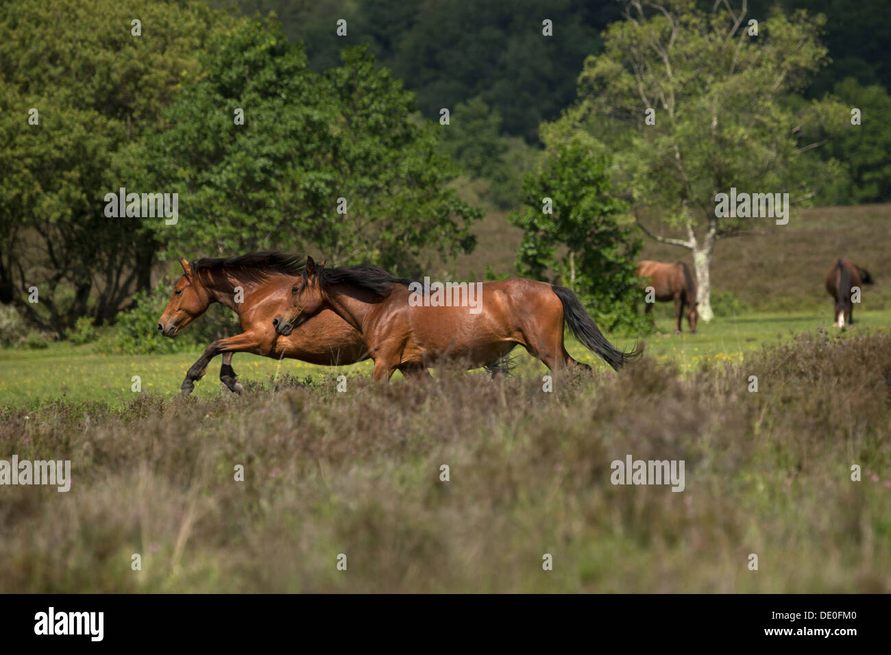 Horse New Forest National Park England UK wild Stock Photo