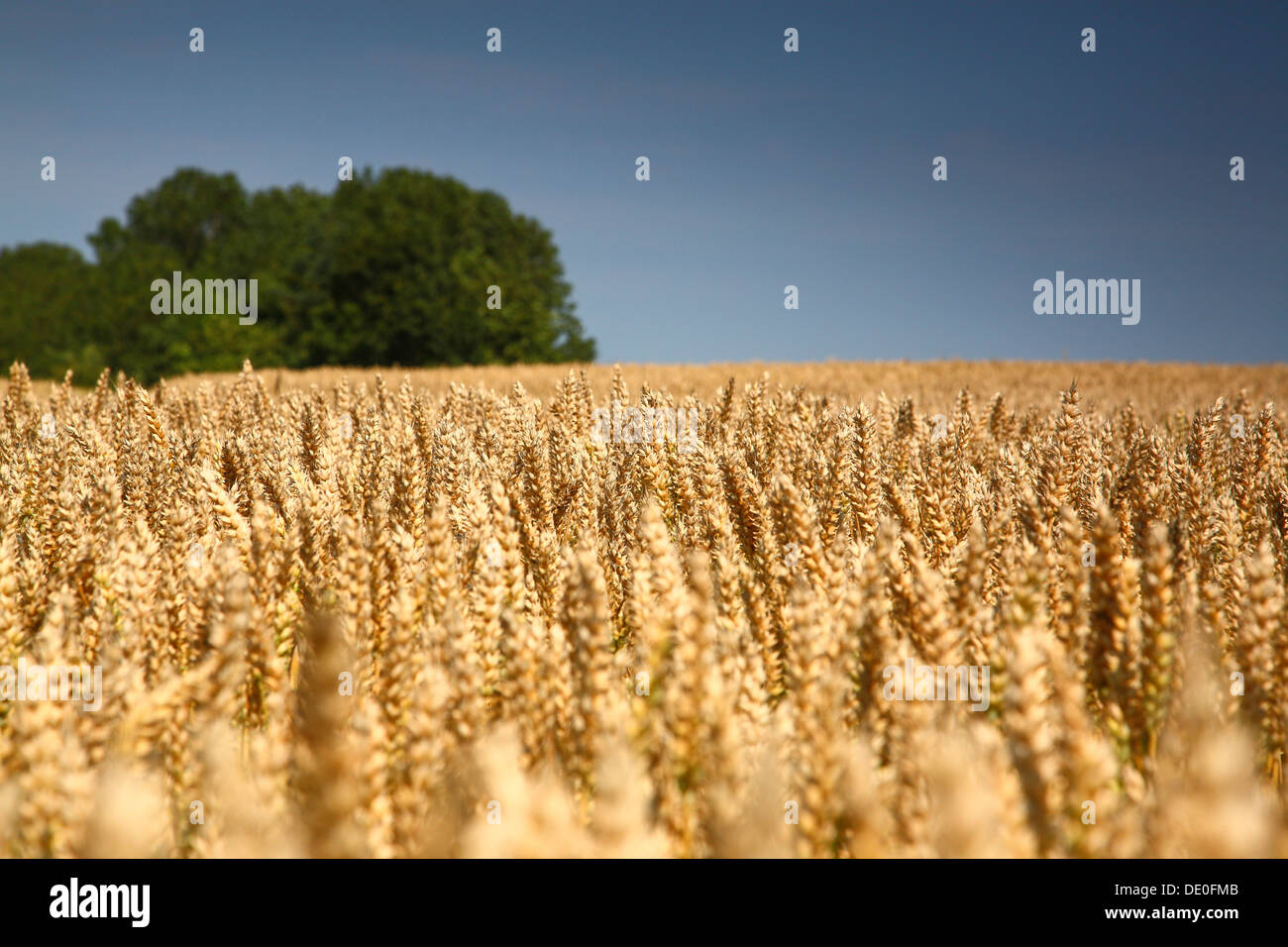 Crop Harvest Festival Wheat High Resolution Stock Photography and ...