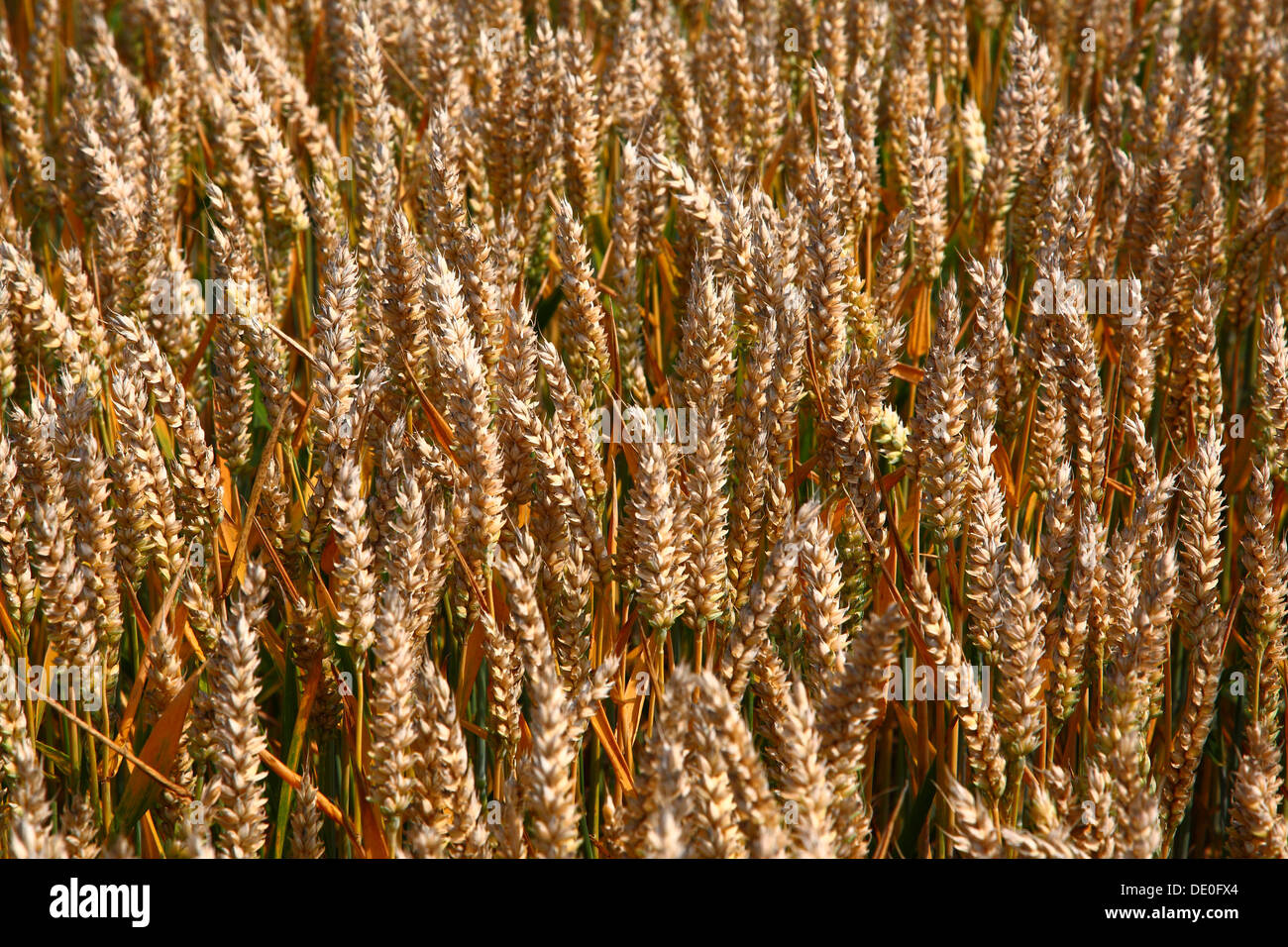 Sheaves of wheat hires stock photography and images Alamy