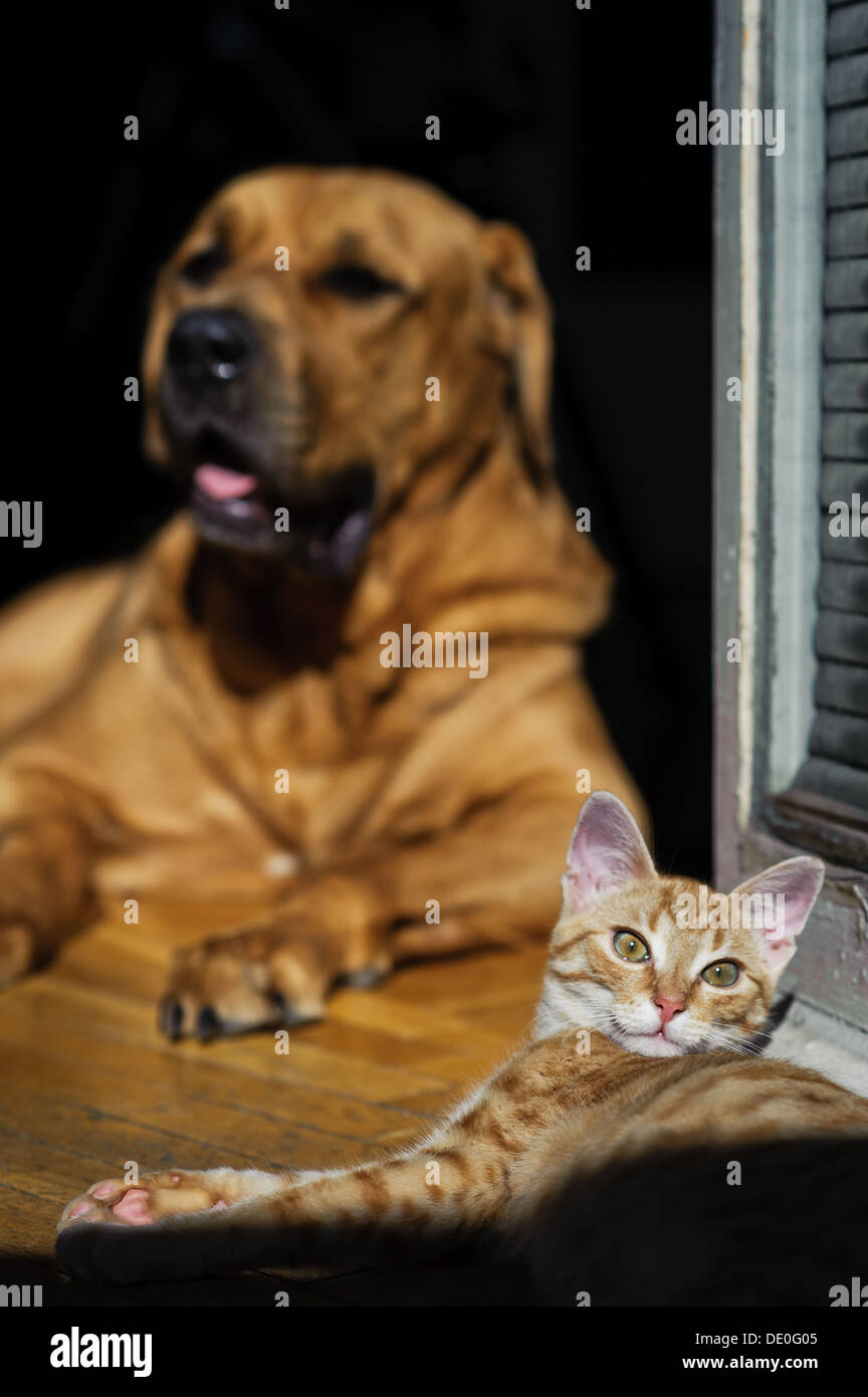cat and dog together Stock Photo