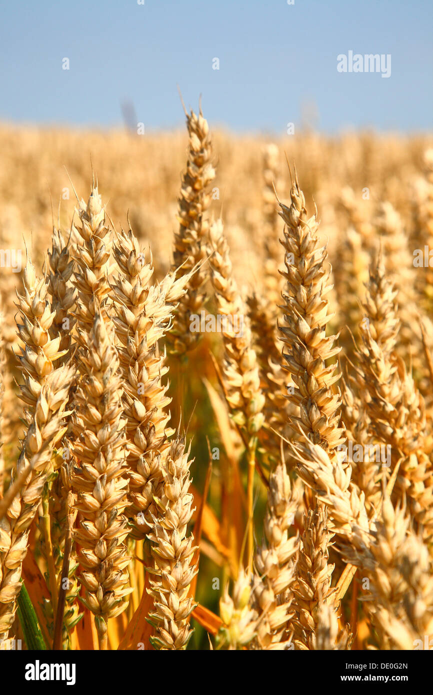Sheaves Of Wheat Stock Photos & Sheaves Of Wheat Stock Images Alamy