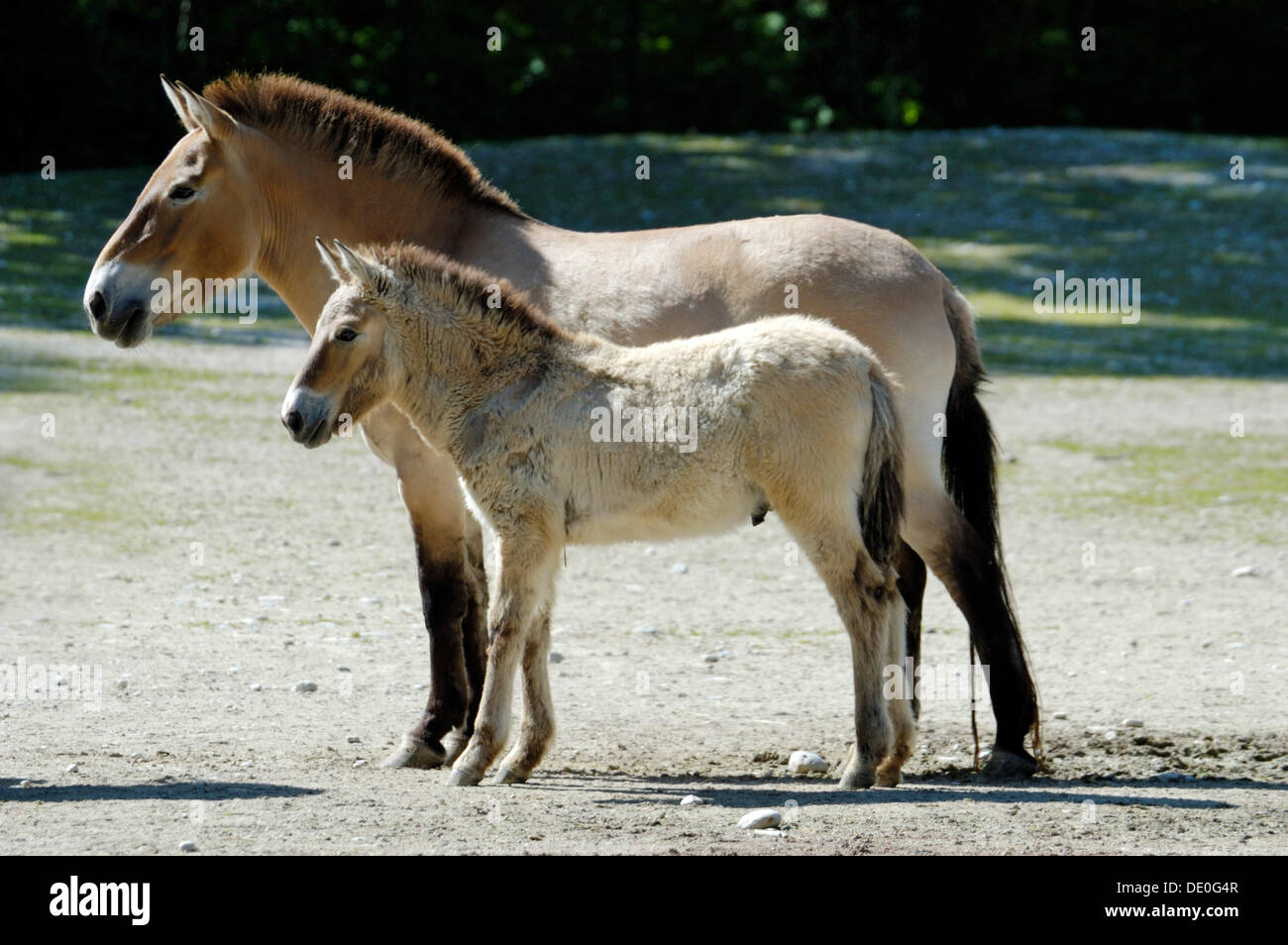 Przewalski's Horse (Equus ferus przewalskii), mare with foal, wild horses, Hellabrunn Zoo, Munich, Bavaria, Germany Stock Photo