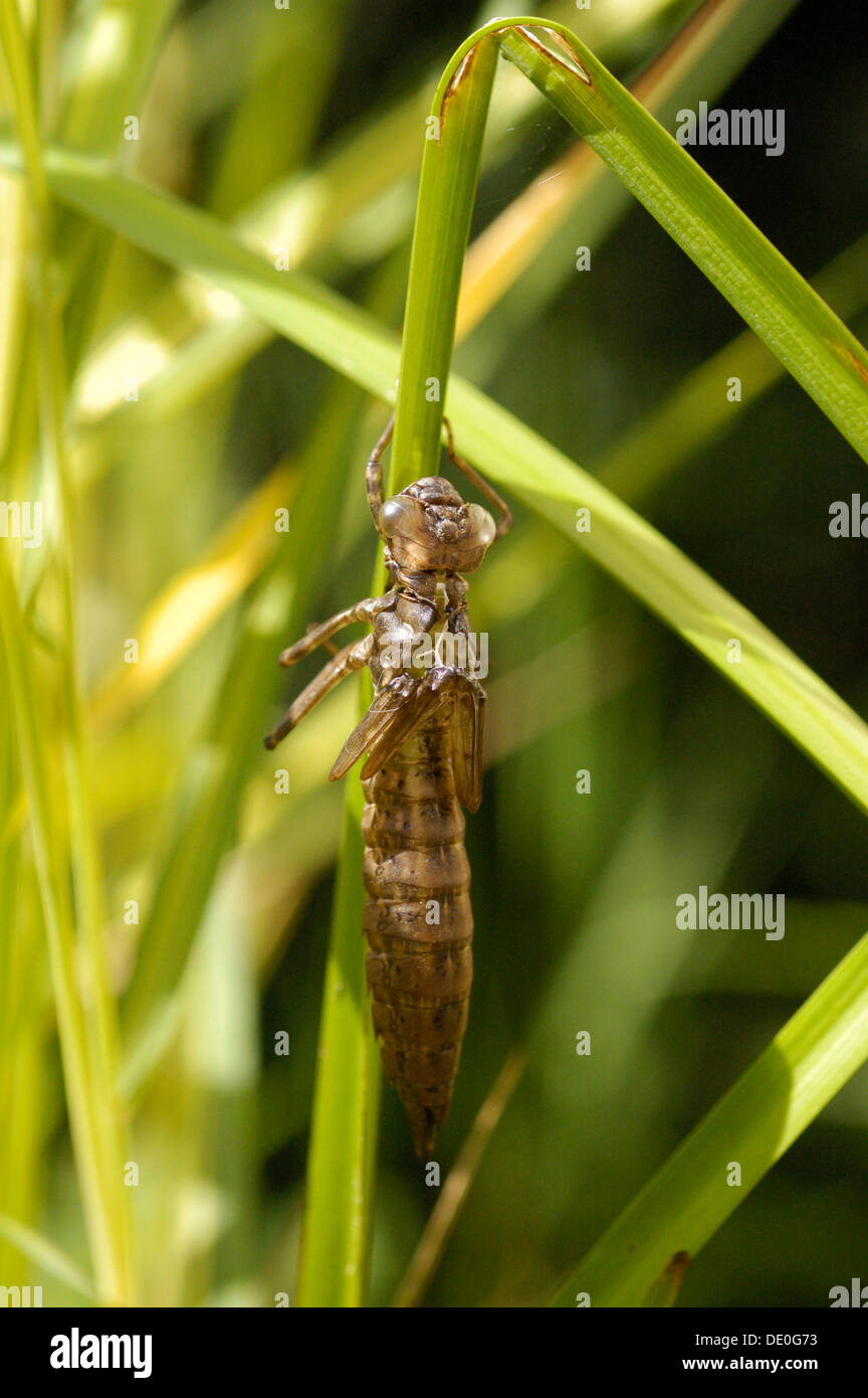 Cocoon of a dragonfly larva on a grass stalk after hatching Stock Photo