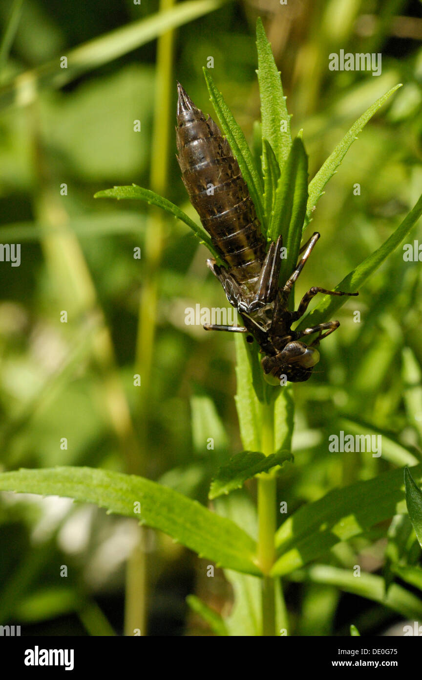 Cocoon of a dragonfly larva on a grass stalk Stock Photo