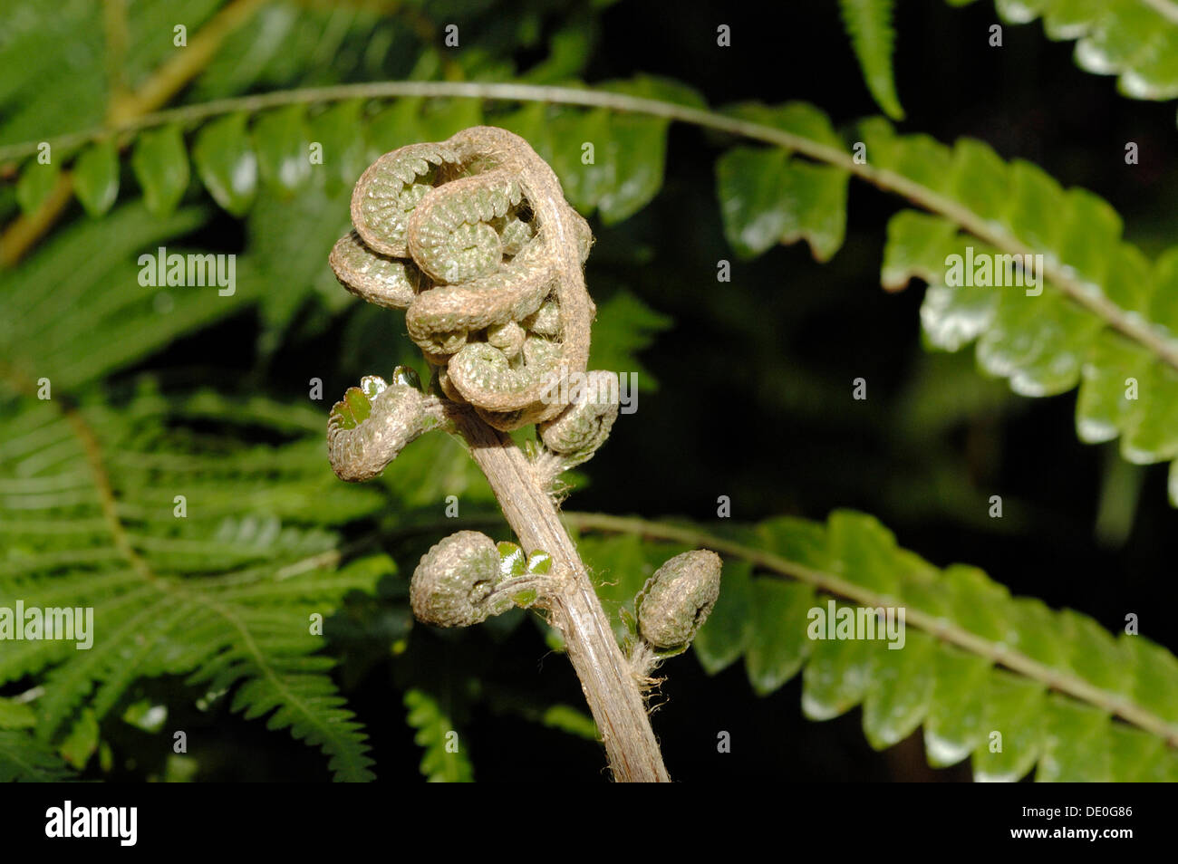 Bud of a mahogany fern (Didymochlaena truncatula) Stock Photo