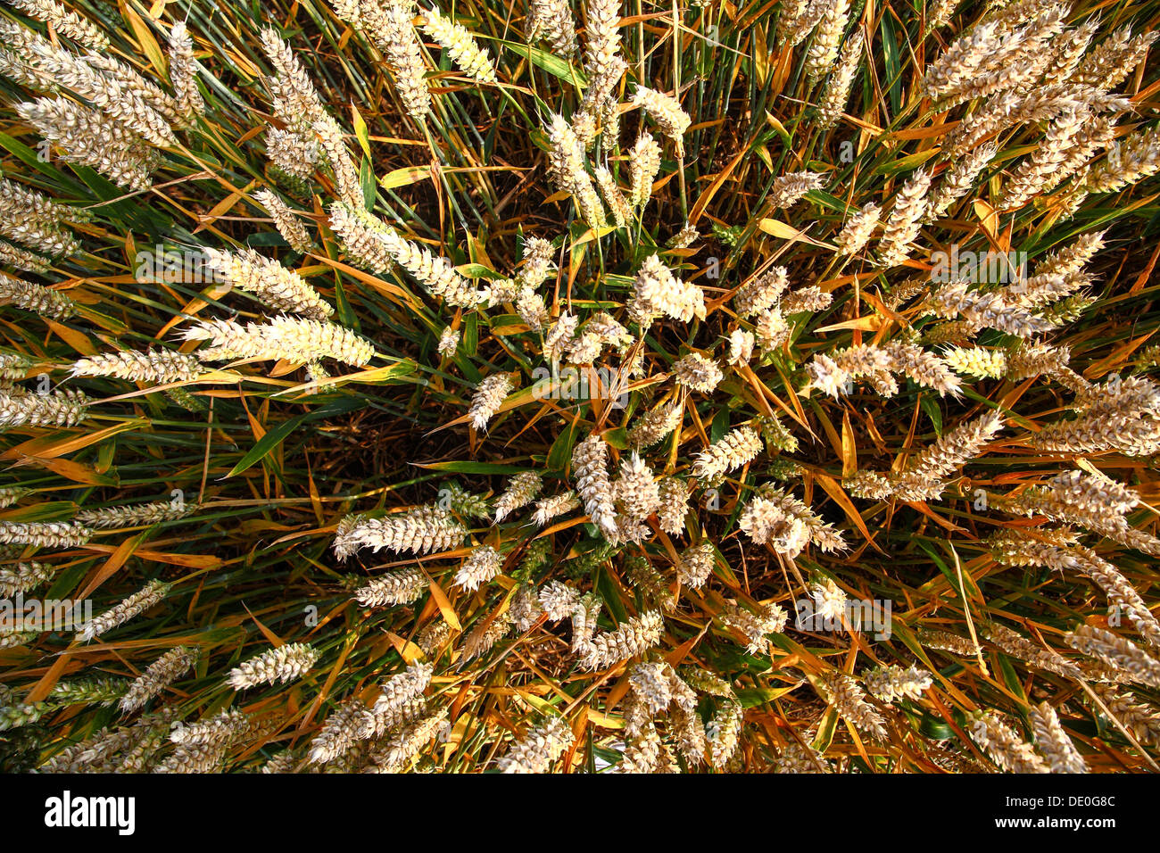 Sheaves Of Wheat Stock Photos & Sheaves Of Wheat Stock Images Alamy