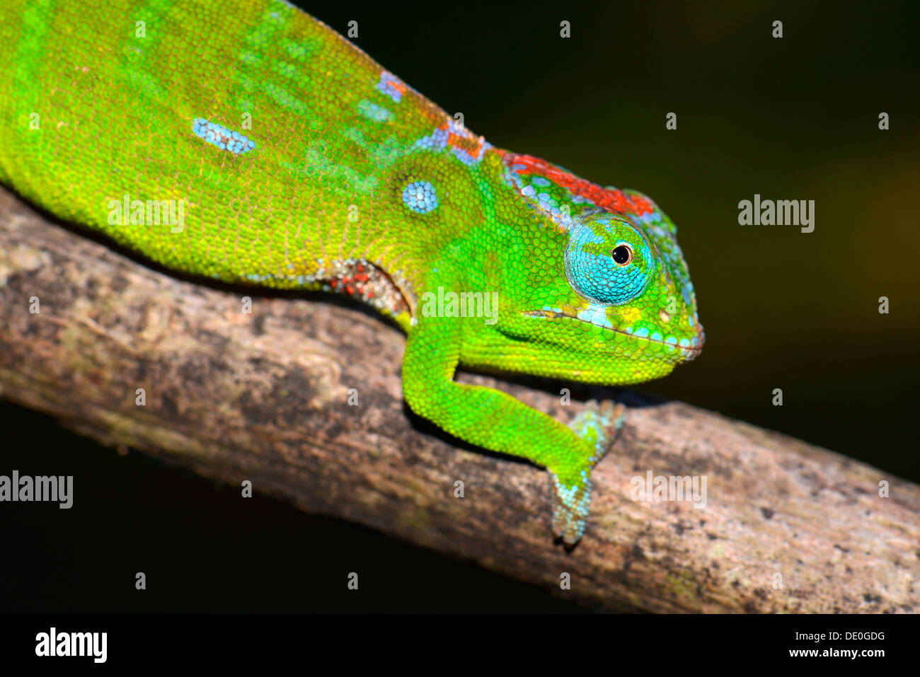 Petter's Chameleon (Furcifer petteri), coloured to indicate pregnancy, Amber Mountain National Park Stock Photo