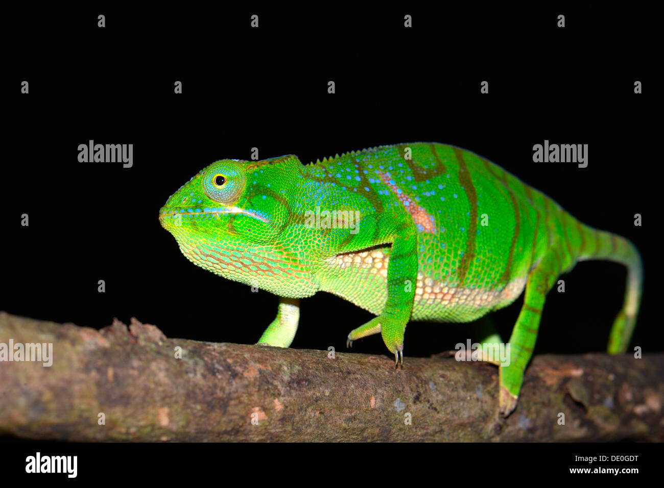 Timoni Chameleon (Furcifer timoni), a recently discovered species of chameleon Stock Photo