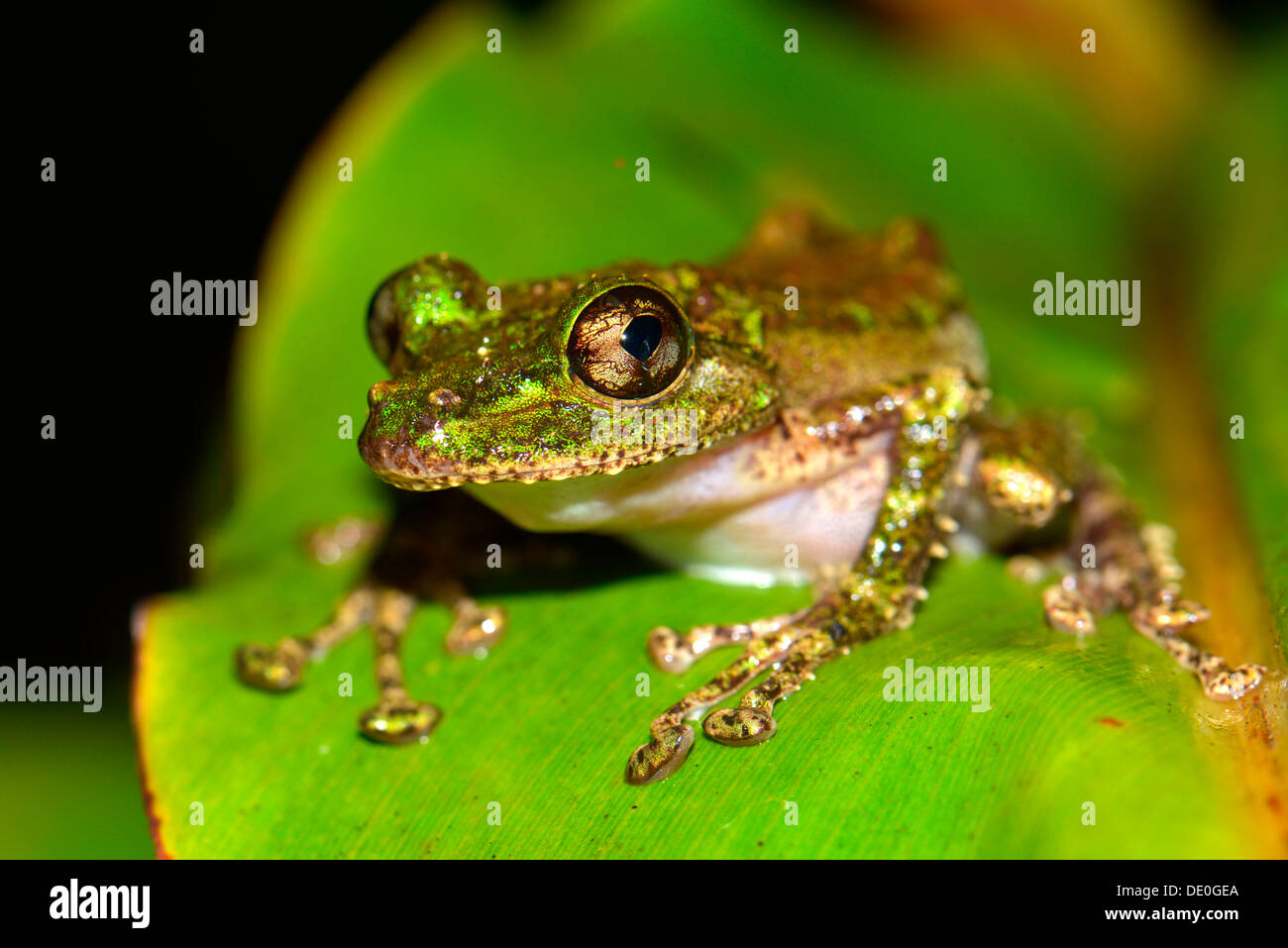 Mossy Yellow Green Frog (Spinomantis aglavei Stock Photo - Alamy