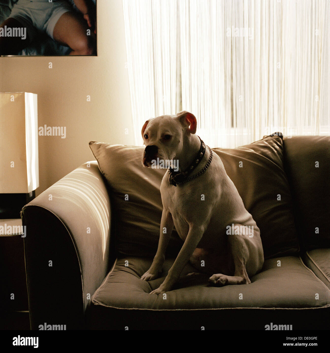 Dog sitting on sofa Stock Photo - Alamy