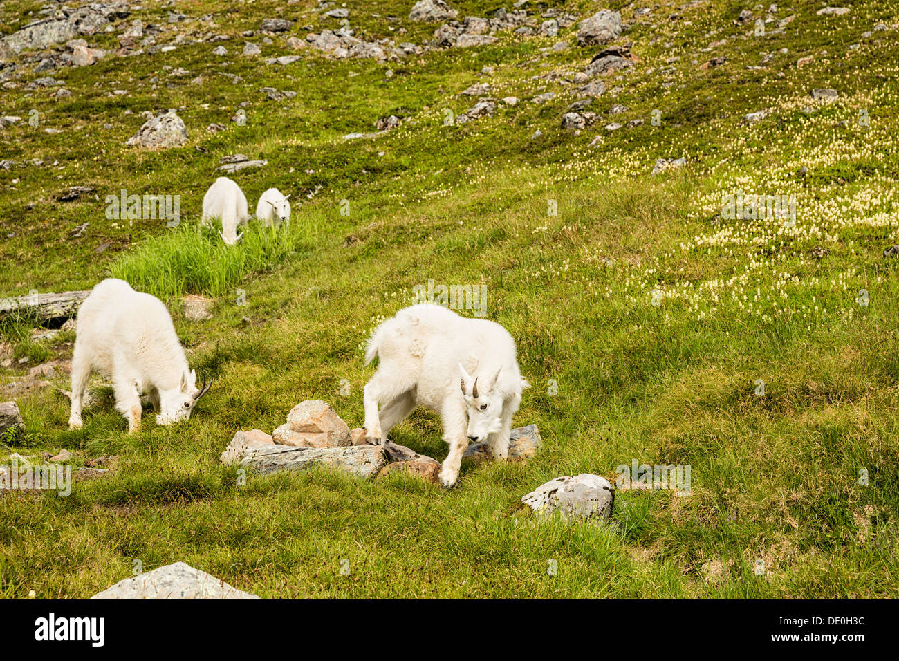 Mountain Goats (Oreamnos americanus) grazing along the Crow Pass Trail
