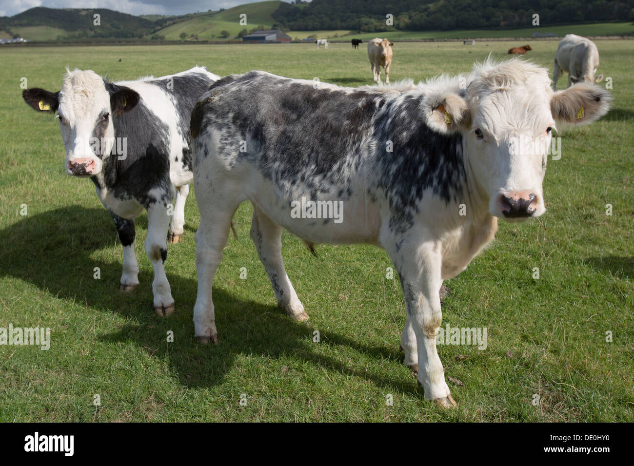 Inquisitive cattle near the Ceredigion - Wales coast path at Llanrhystud. Stock Photo