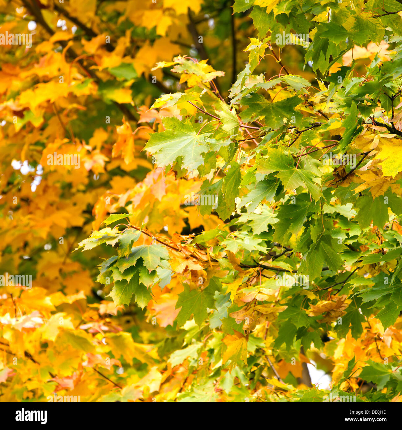 Yellow autumn maple leaves on a tree Stock Photo - Alamy