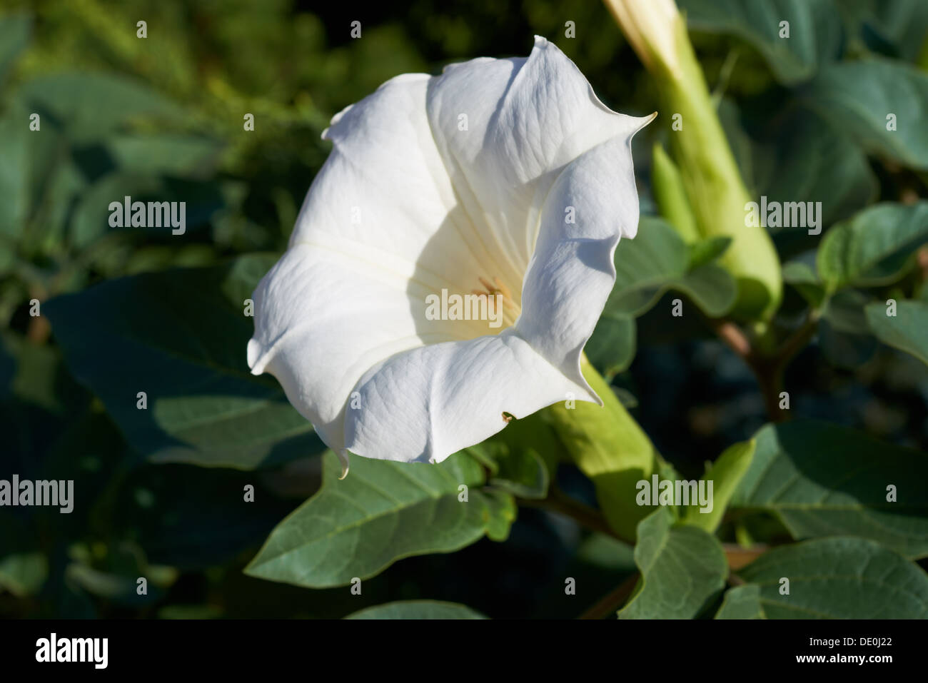 Flower Datura stramonium Stock Photo