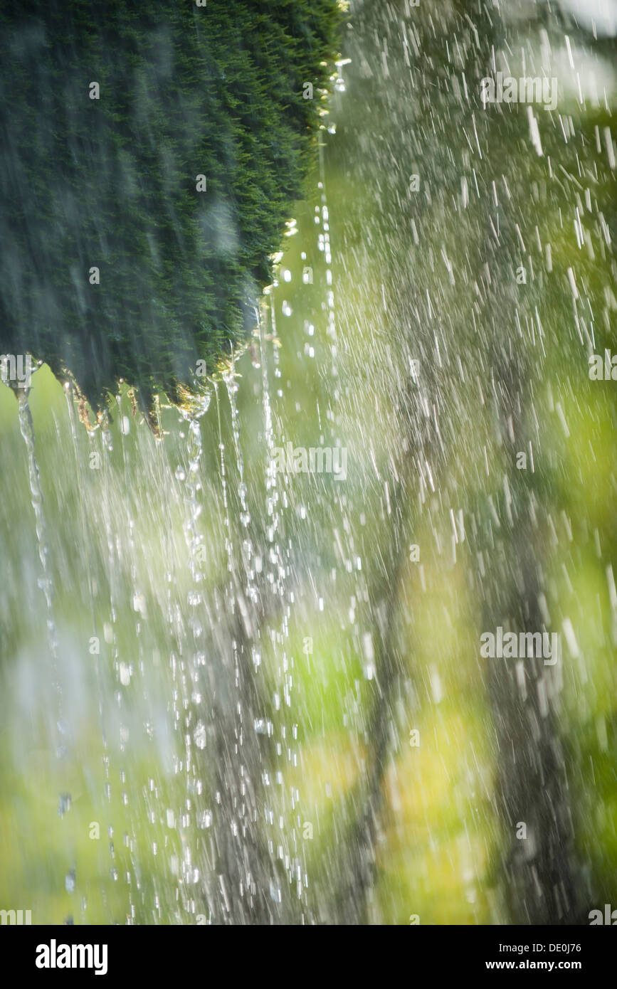 Rain dripping off tree branch Stock Photo Alamy
