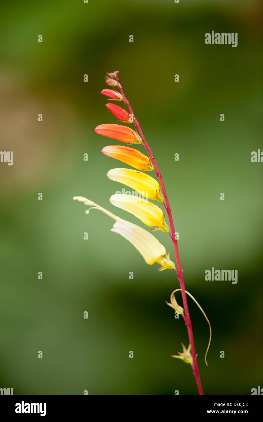 Firecracker vine (Ipomoea lobata) Stock Photo