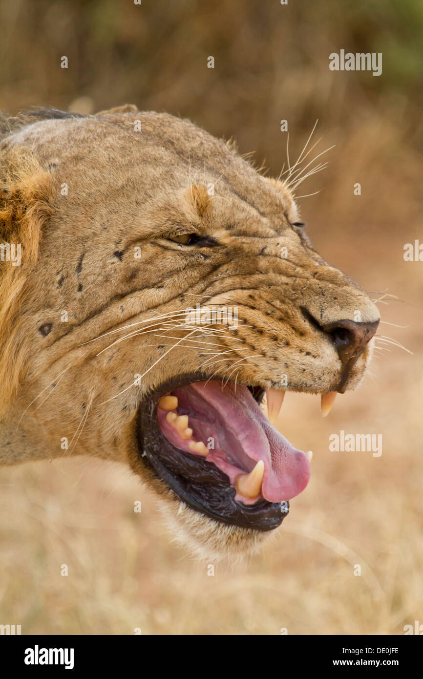 Lion [Panthera leo], Samburu National Park, Kenya Stock Photo - Alamy
