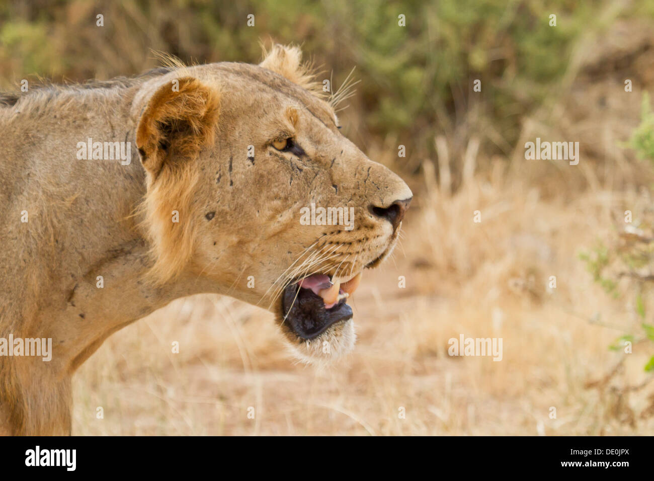 Lion [Panthera leo], Samburu National Park, Kenya Stock Photo - Alamy