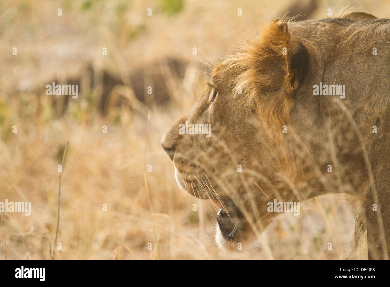 Lion [Panthera leo], Samburu National Park, Kenya Stock Photo - Alamy