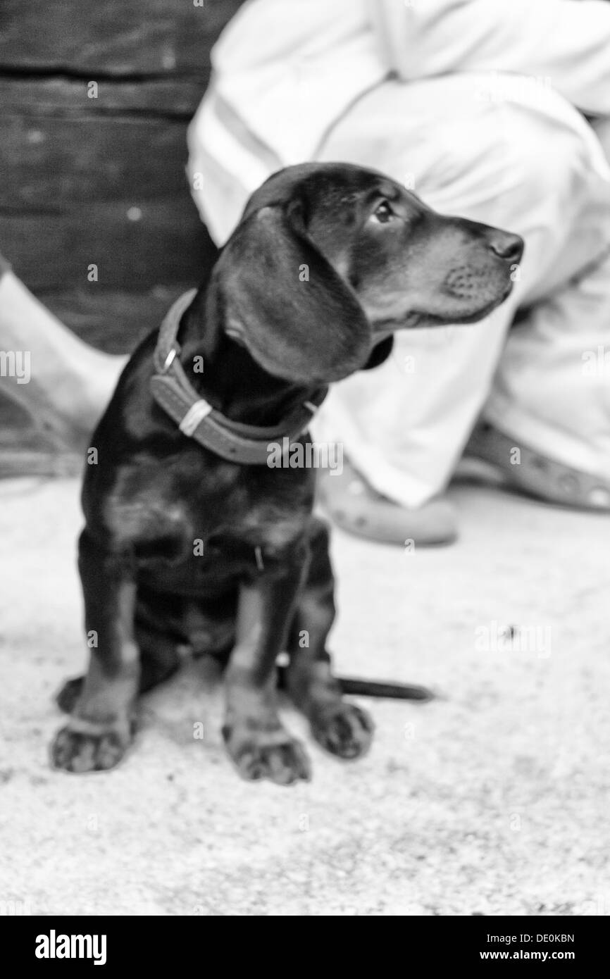 Small huntsman dog Stock Photo