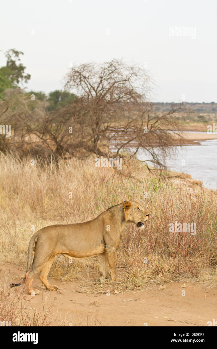 Lion [Panthera leo], Samburu National Park, Kenya Stock Photo - Alamy