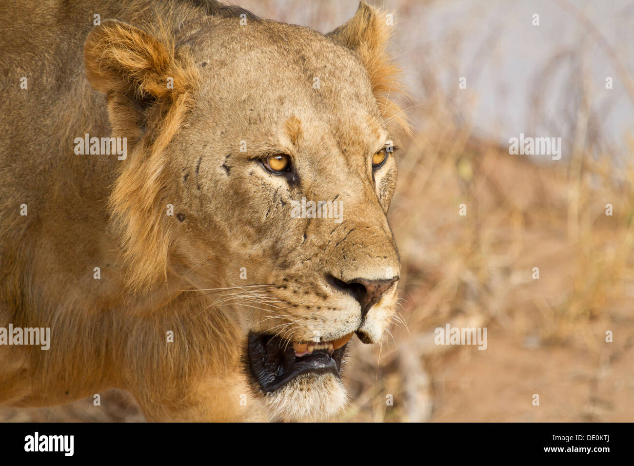 Lion [Panthera leo], Samburu National Park, Kenya Stock Photo - Alamy