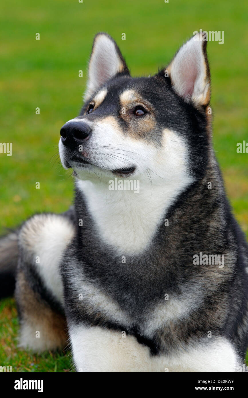 Siberian husky sled dogs canis hi-res stock photography and images - Alamy