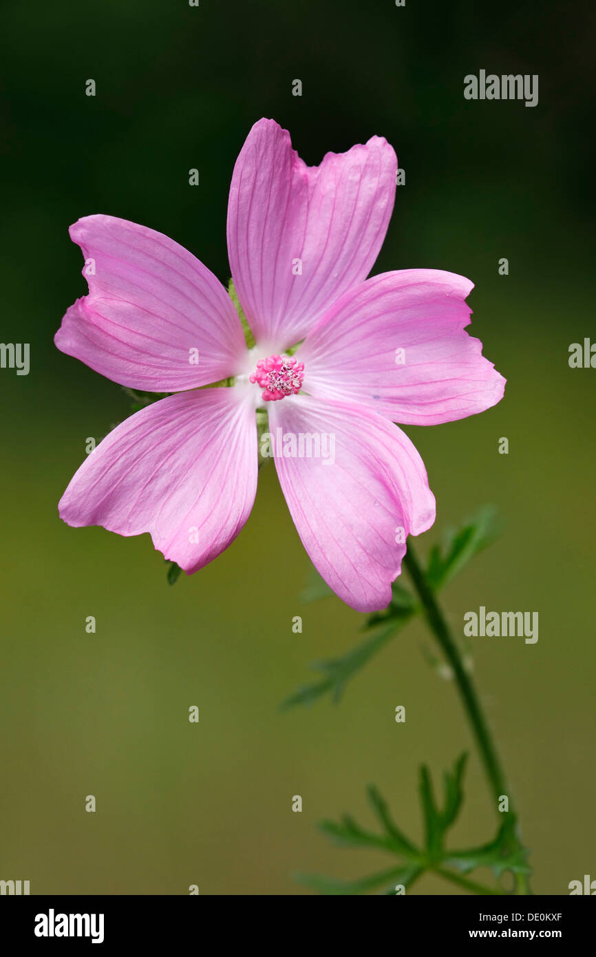 Flowering Musk-Mallow (Malva moschata), medicinal plant Stock Photo