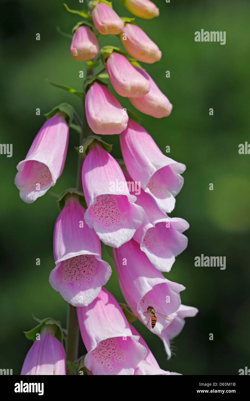 Common foxglove, purple foxglove or lady's glove (Digitalis purpurea