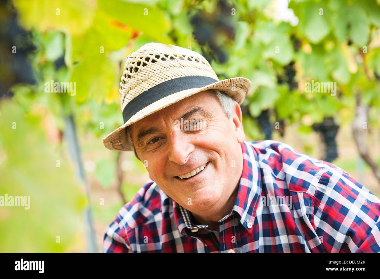 Portrait of a winemaker or vintner in his vineyard, Rhineland-Palatinate Stock Photo