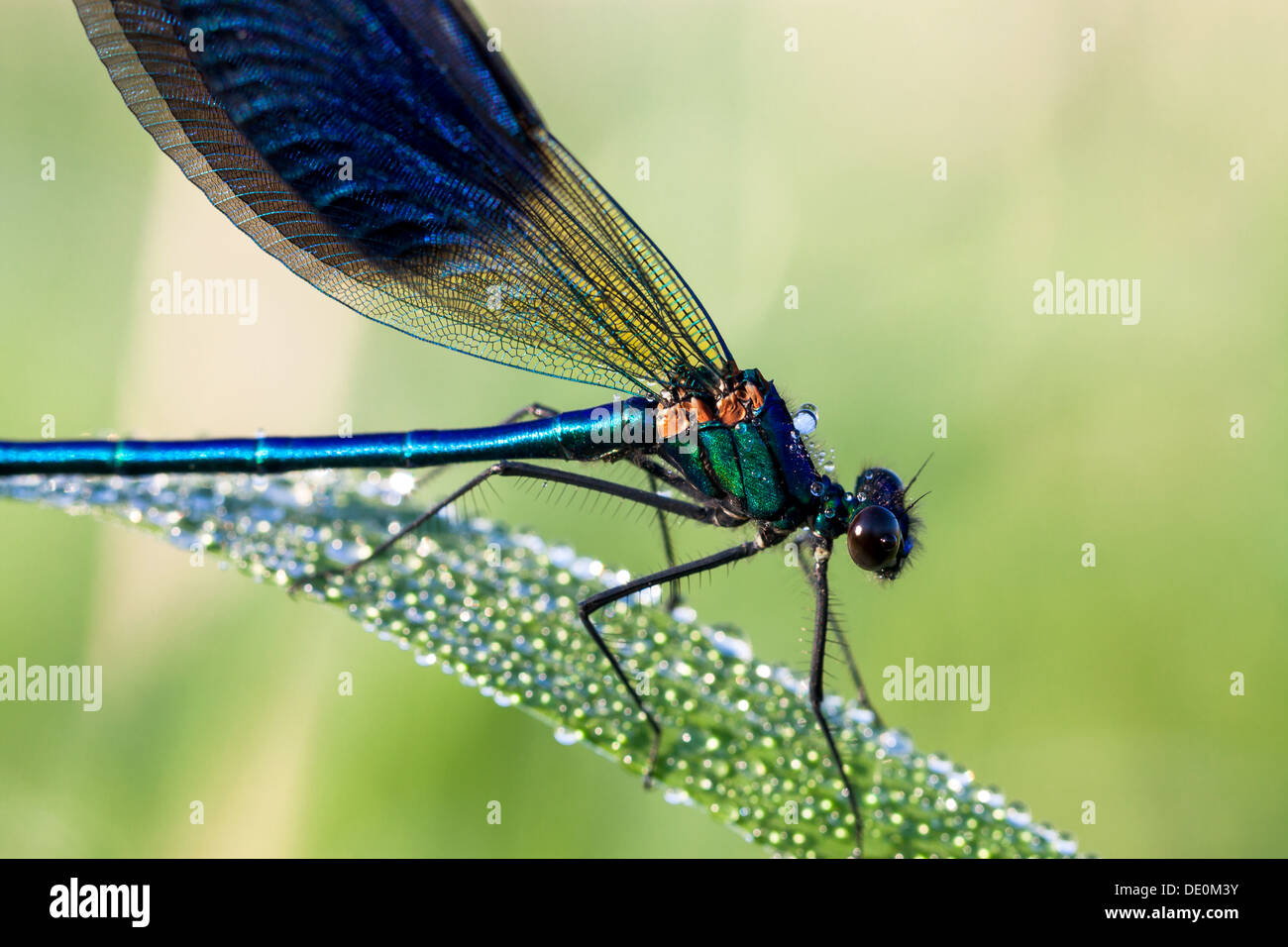 Dragonfly on a meadow in the morning in dew drops Stock Photo - Alamy