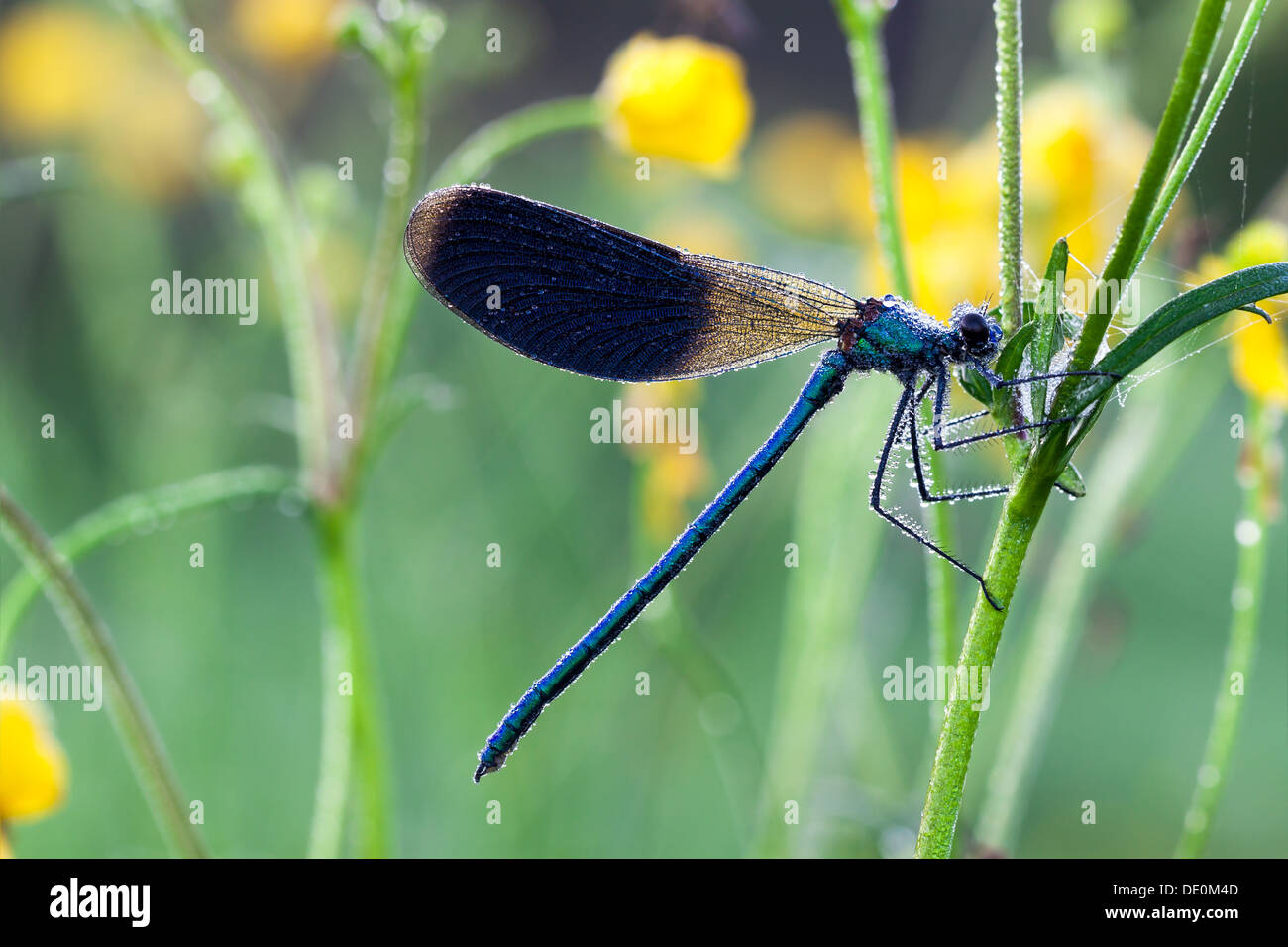 Dragonfly on a meadow in the morning in dew drops Stock Photo - Alamy
