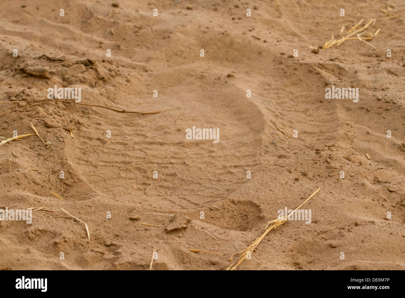 Elephant footprint hires stock photography and images Alamy