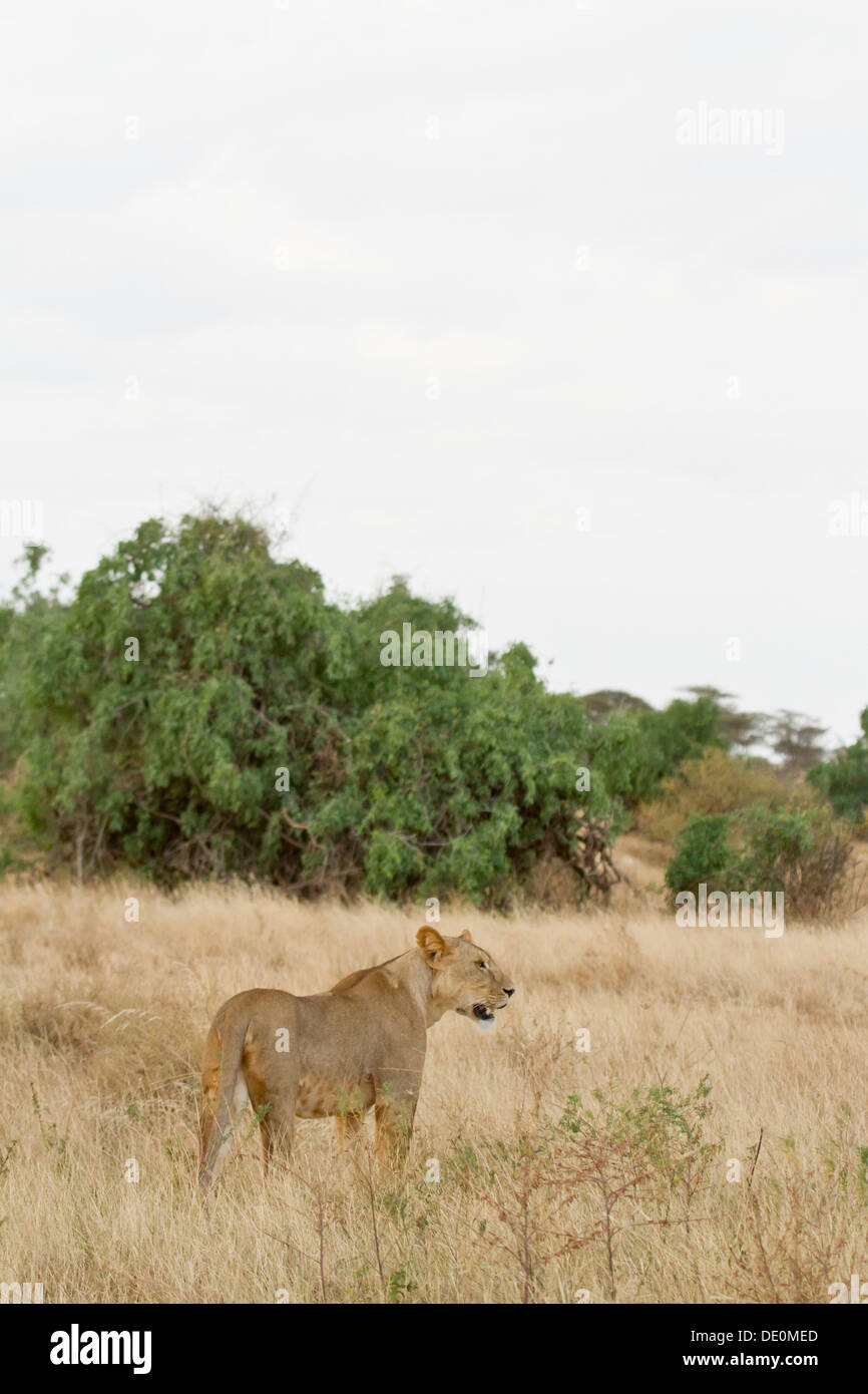 Lion [Panthera leo], Samburu National Park, Kenya Stock Photo - Alamy