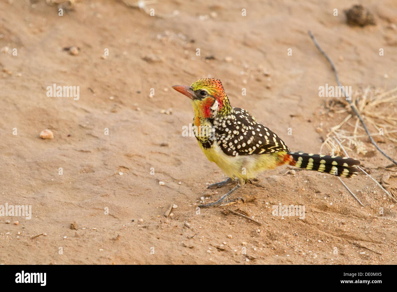 Red-and-yellow Barbet [Trachyphonus erythrocephalus], Samburu National Park, Kenya. Stock Photo