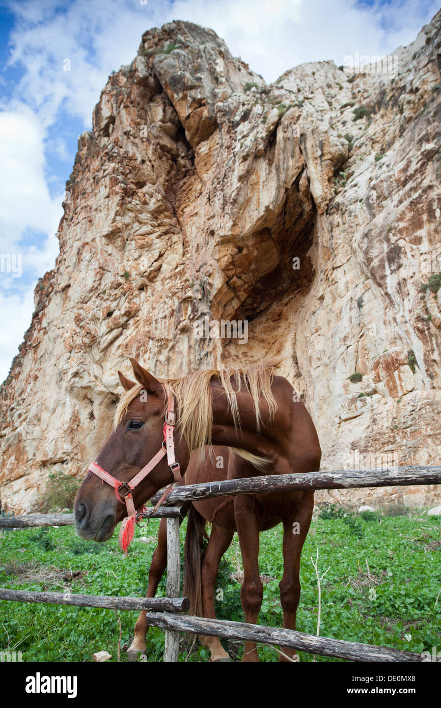 Cave rock horse hi res stock photography and images Alamy