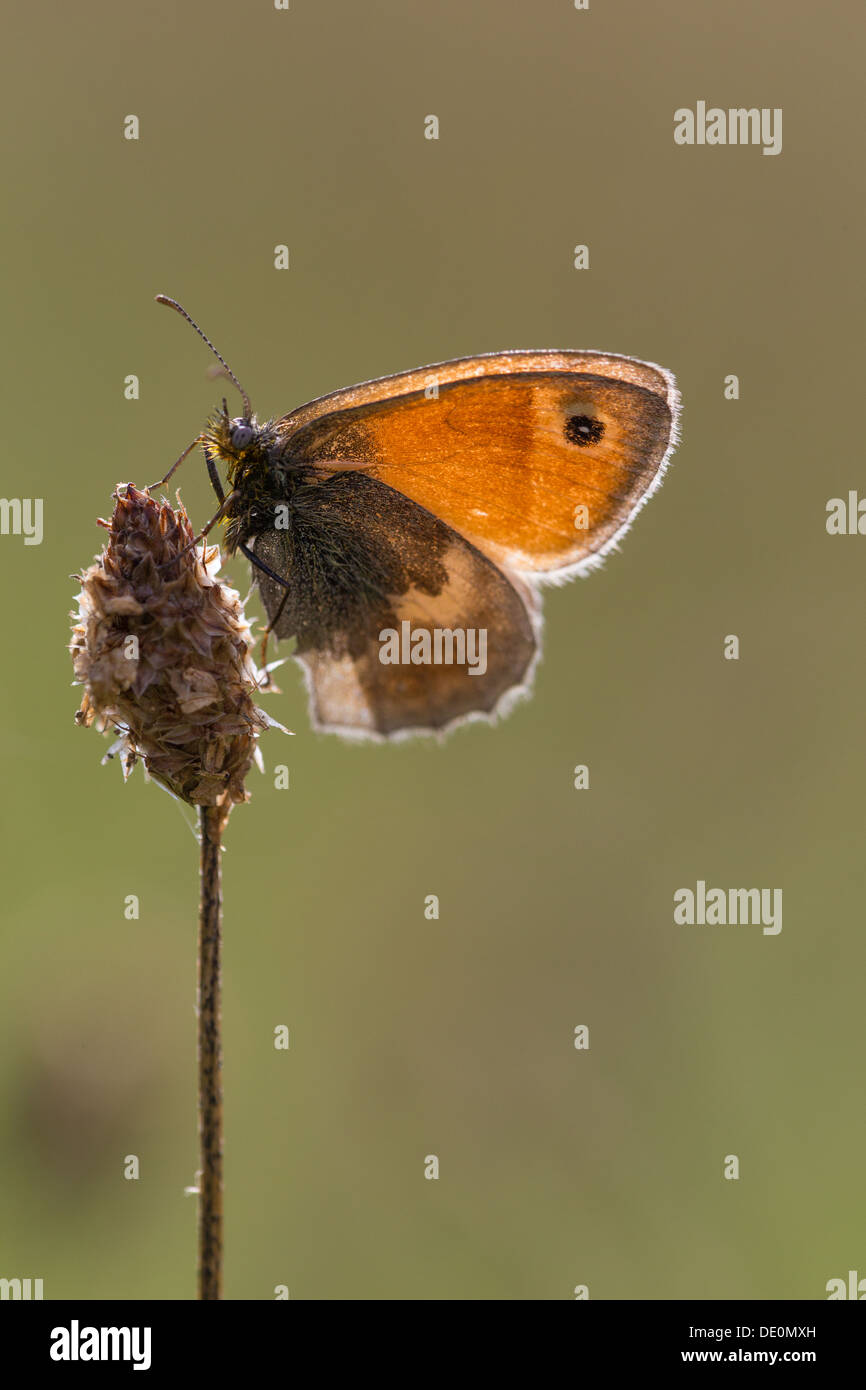 A Small Heath butterfly (Coenonympha pamphilus), basking in early sumer sun on Collard Hill in Somerset Stock Photo