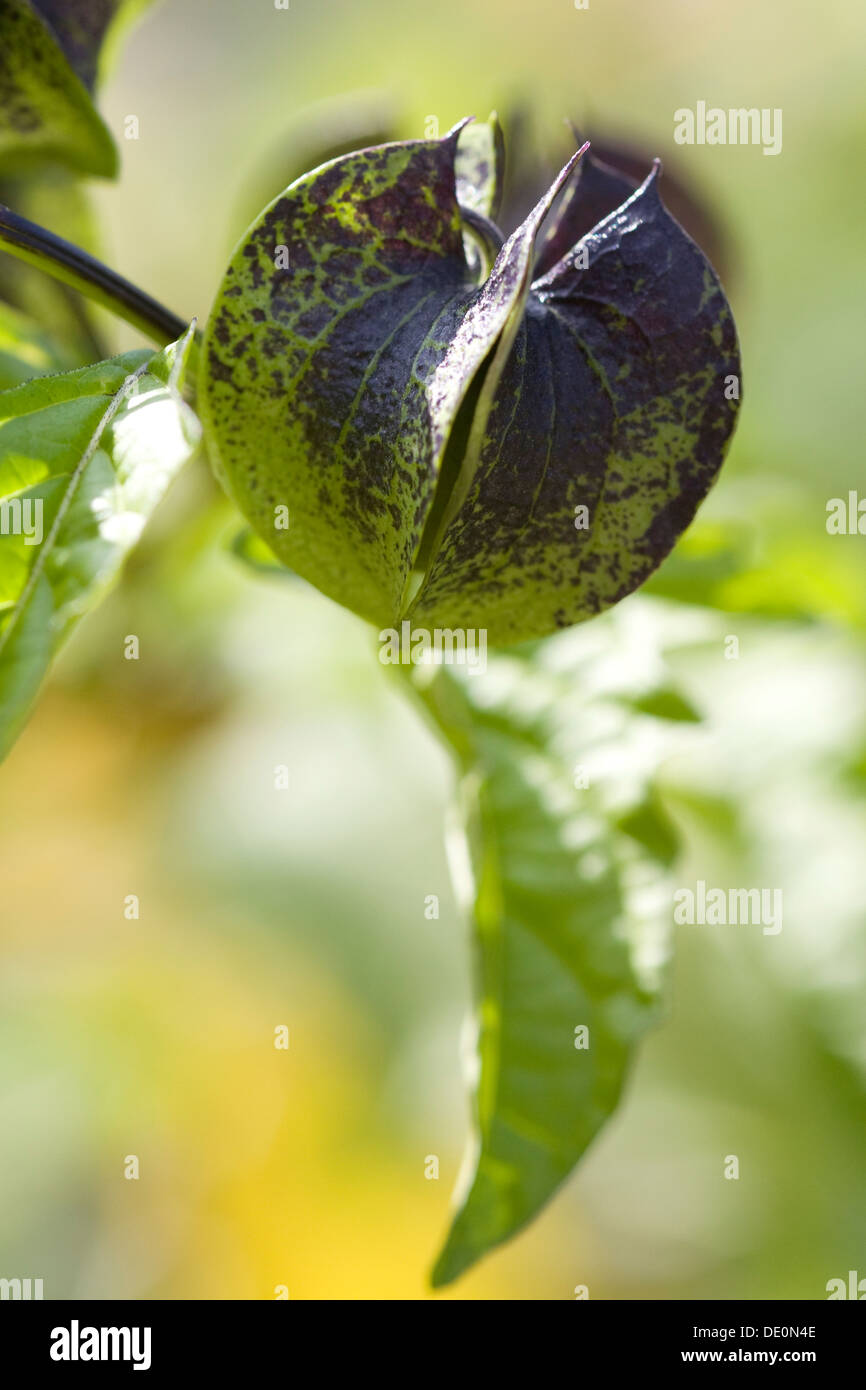 Nicandra physalodes Shoo fly seed pod Growing in a Garden Stock Photo