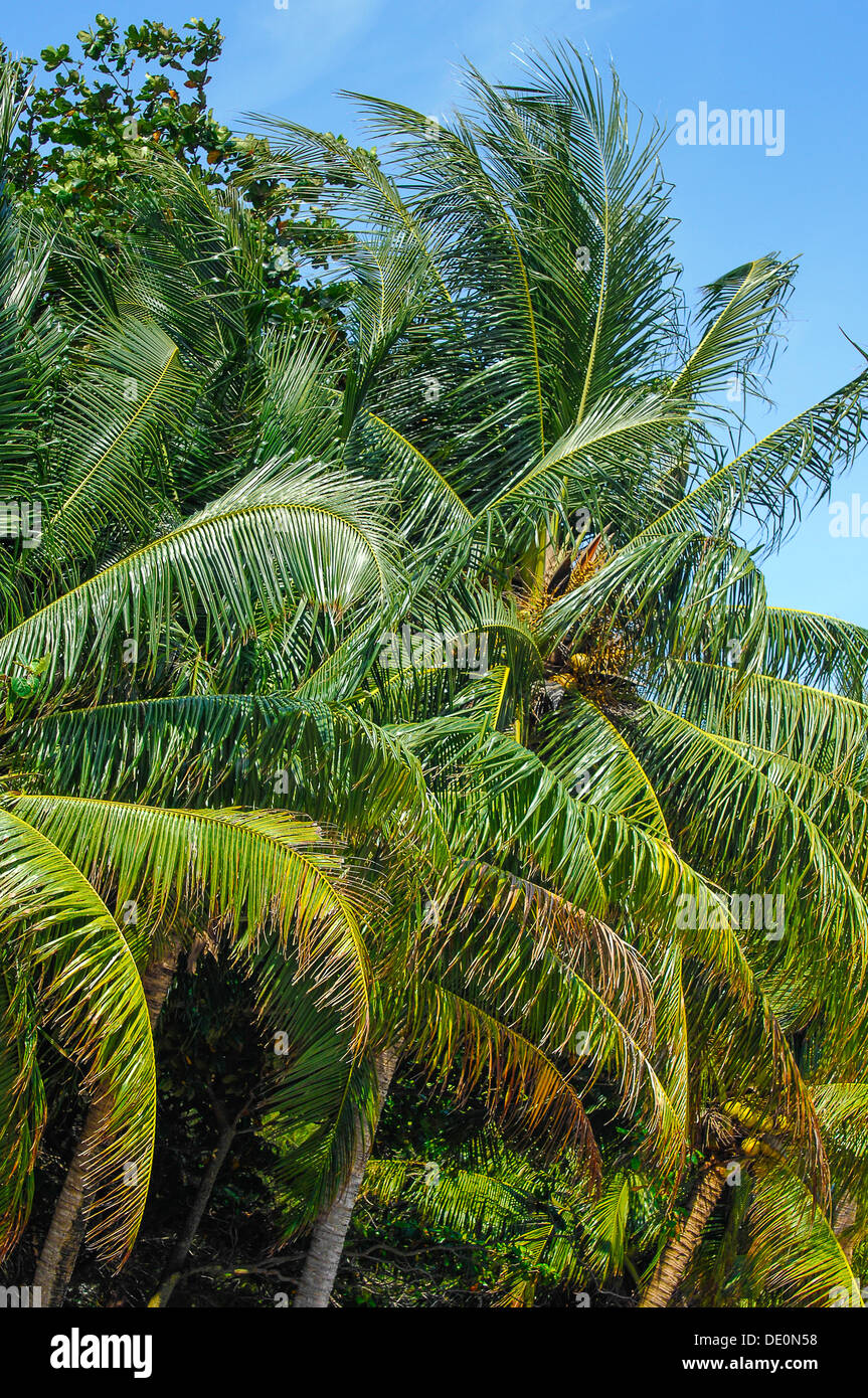 green palm and coconut trees at a Thailand beach resort with a blue sky