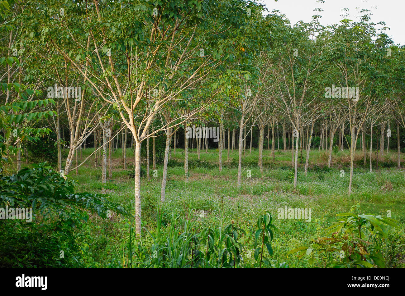 Rubber trees in Thailand Stock Photo Alamy