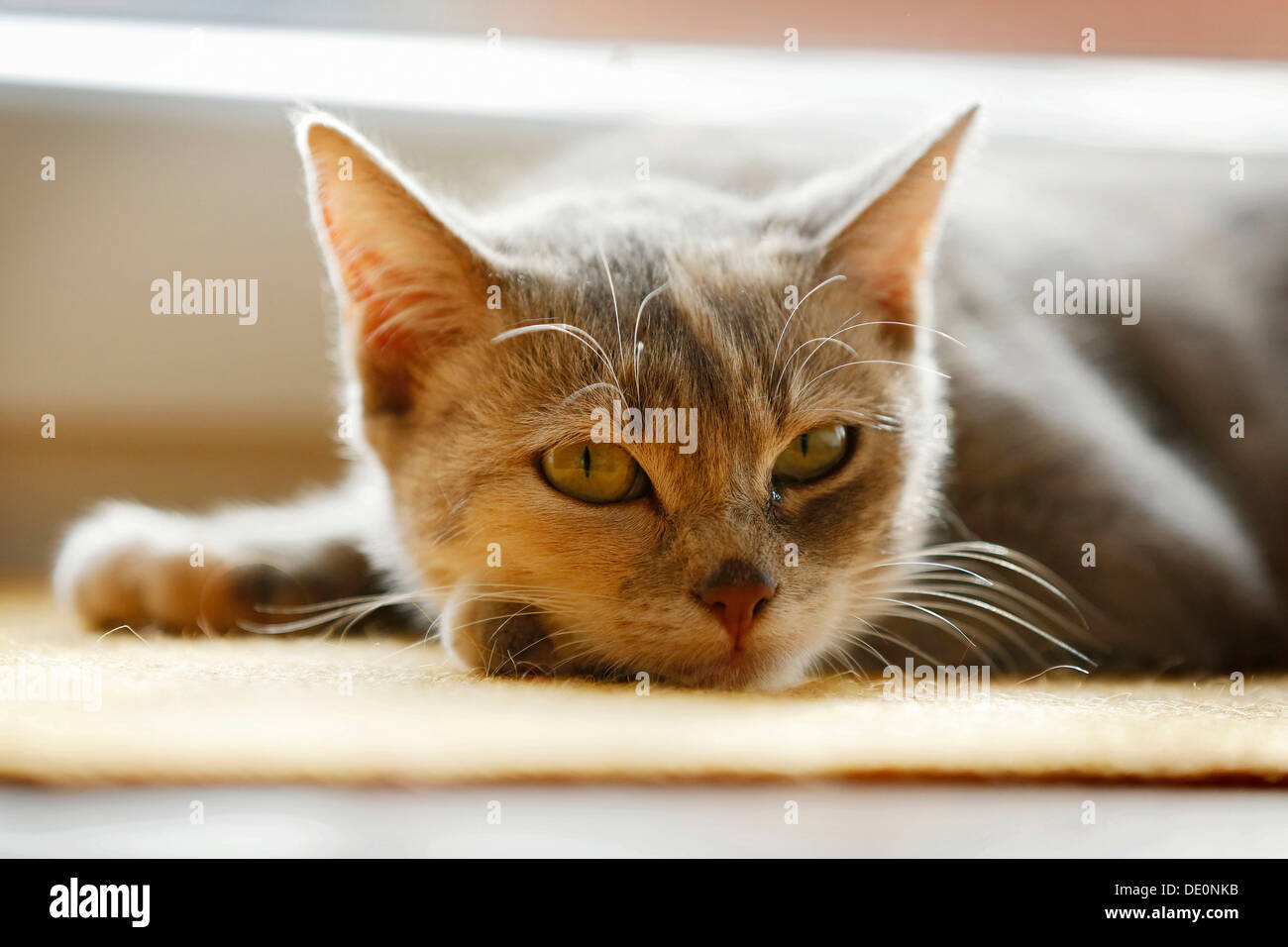 Domestic cat, lying on the ground, *** IMPORTANT: non exclusive usage for calendar, 2015, German-speaking countries *** Stock Photo