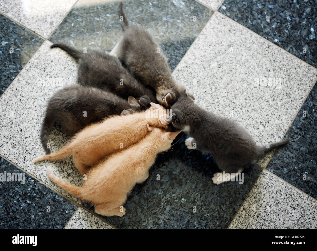 Kittens, 6 week old, feeding Stock Photo Alamy