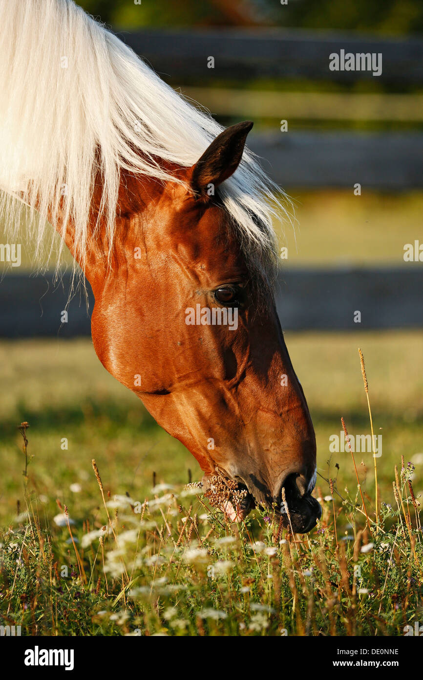 Wiekopolska, gelding, skewbald horse, grazing, portrait Stock Photo - Alamy