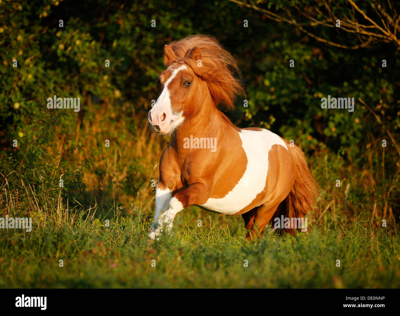 Shetland Pony, skewbald horse, galloping across a meadow Stock Photo