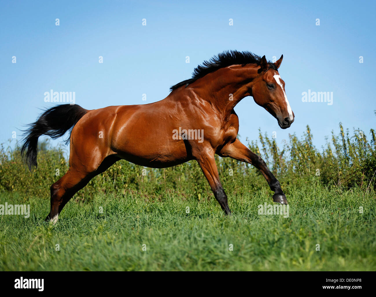 Brown mare, Wielkopolska, Polish warmblooded horse, galloping across a meadow Stock Photo