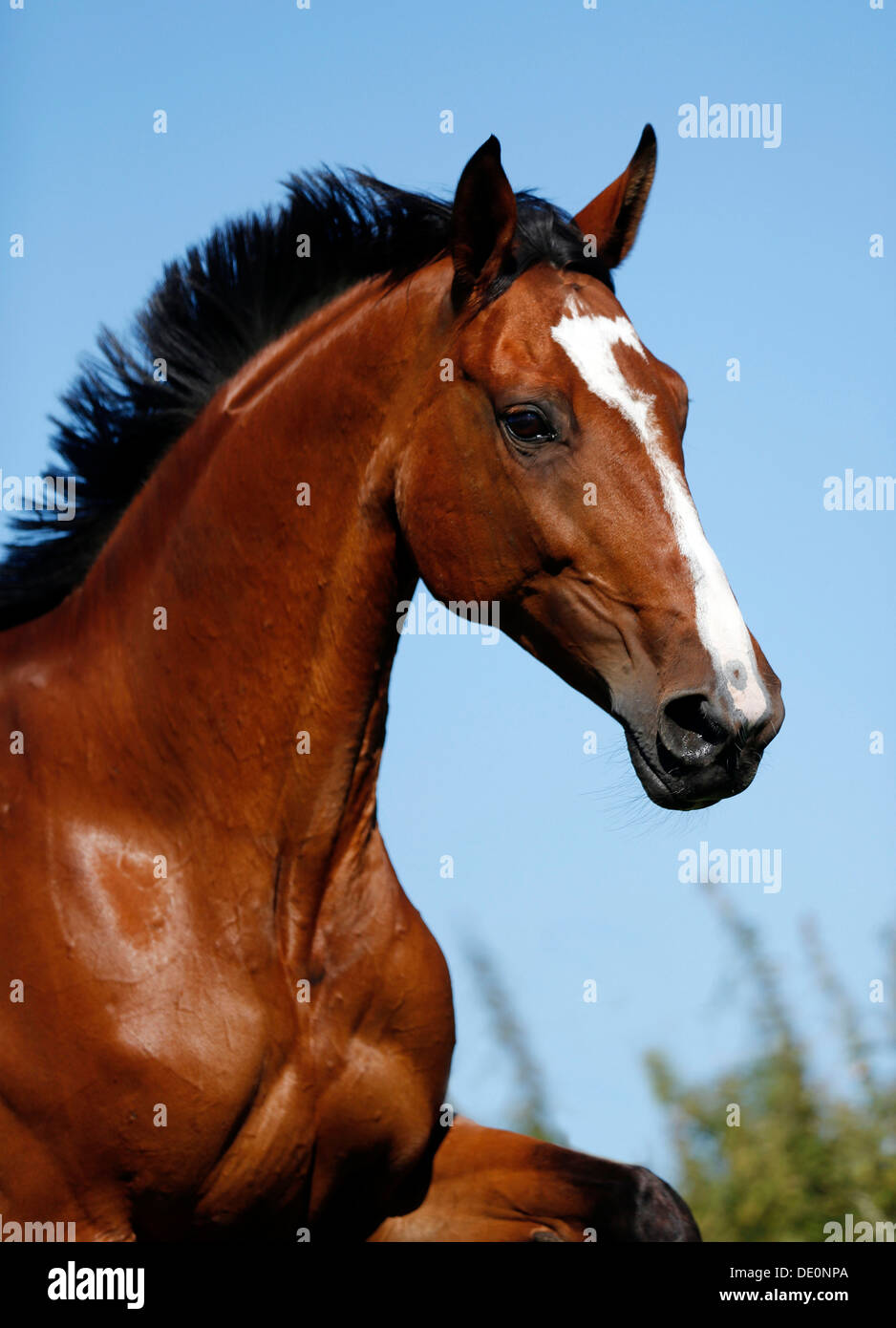 Brown mare, Wielkopolska, Polish warmblooded horse, portrait, in motion Stock Photo