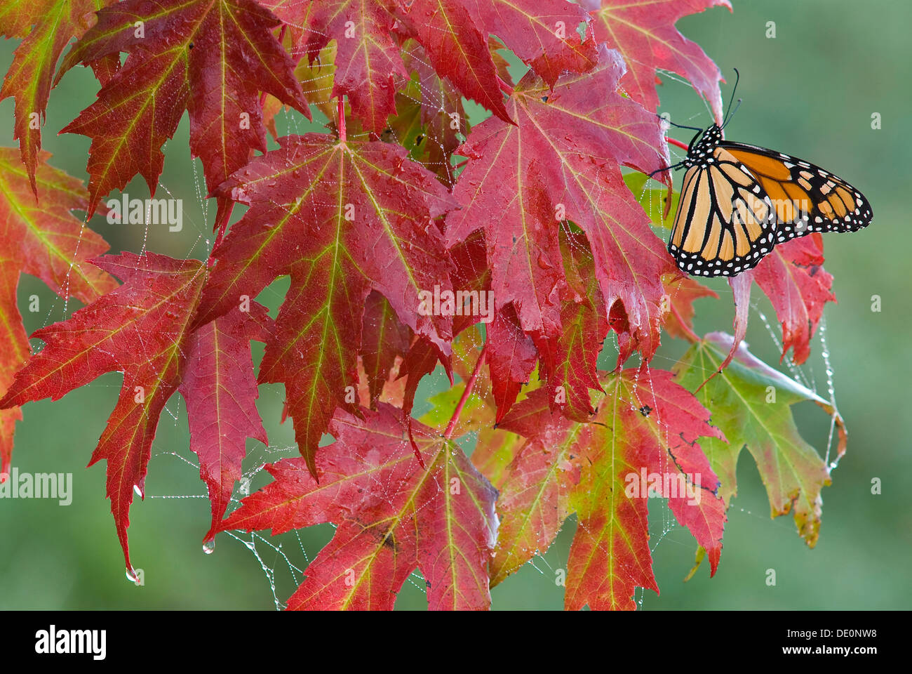 Monarch Butterfly danaus plexippus resting on Silver Maple leaves Ace saccharinum Autumn E USA Stock Photo