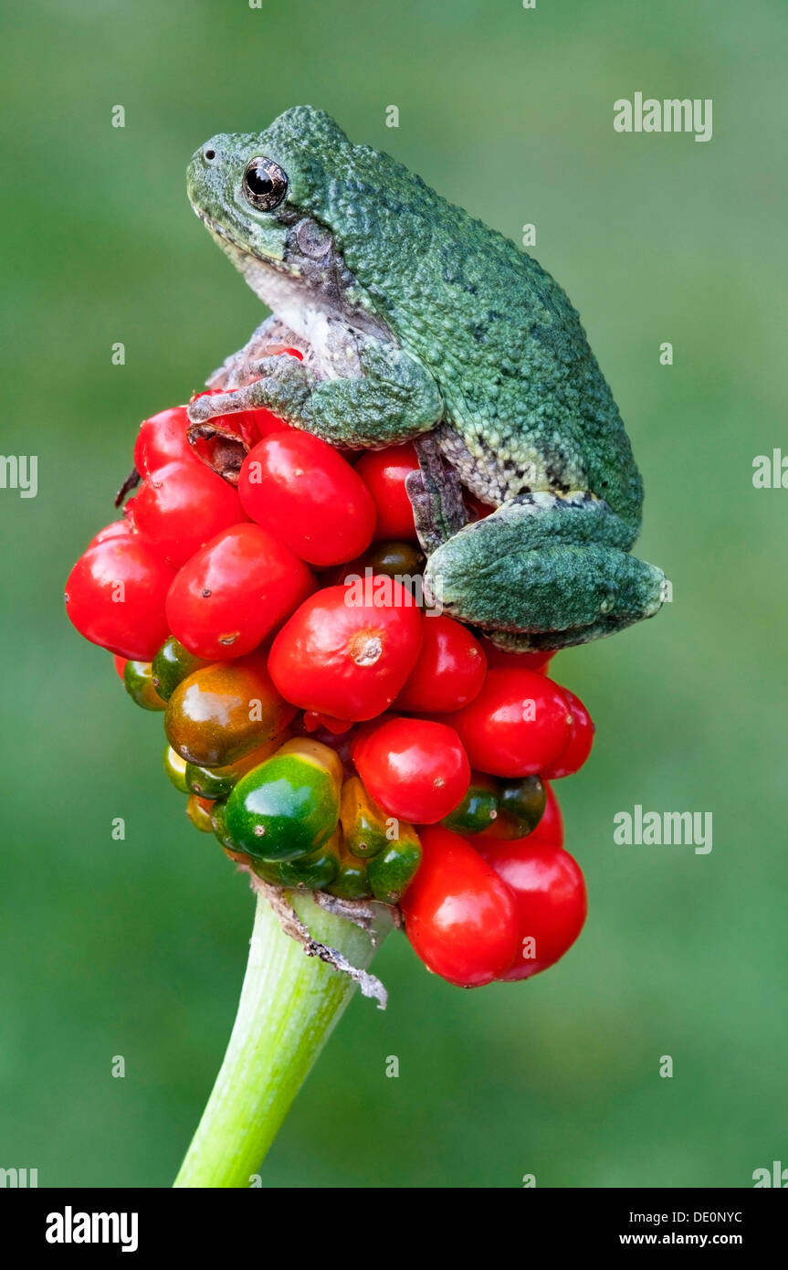 Gray Tree Frog Hyla versicolor on ripened Jack-in-the-pulpit seed pod  Arisaema triphyllm Eastern North America Stock Photo