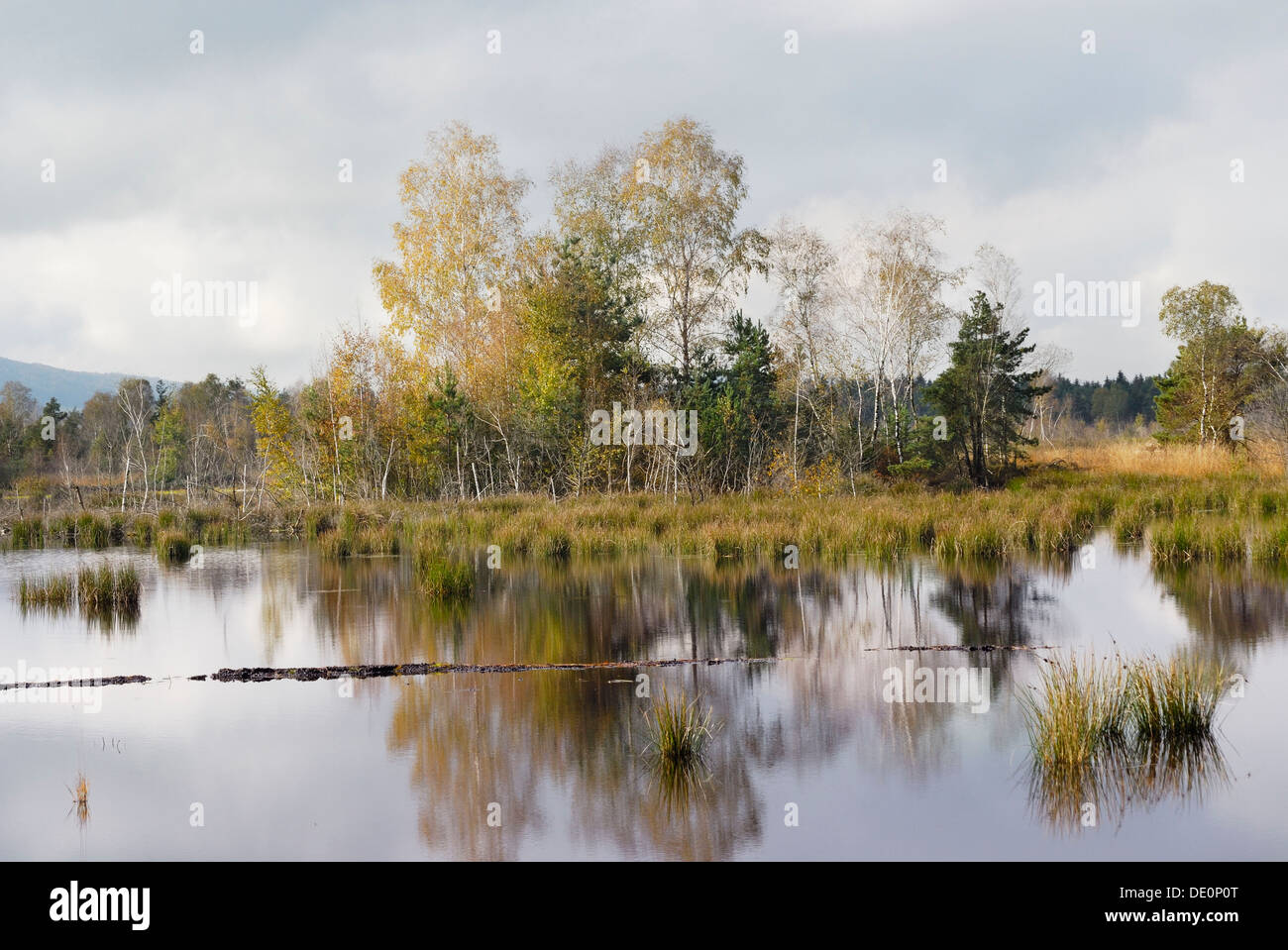 Silted peat pond with birch trees (Betula pubescens) and tules in autumn, Grundbeckenmoor marsh near Rosenheim, Bavaria Stock Photo