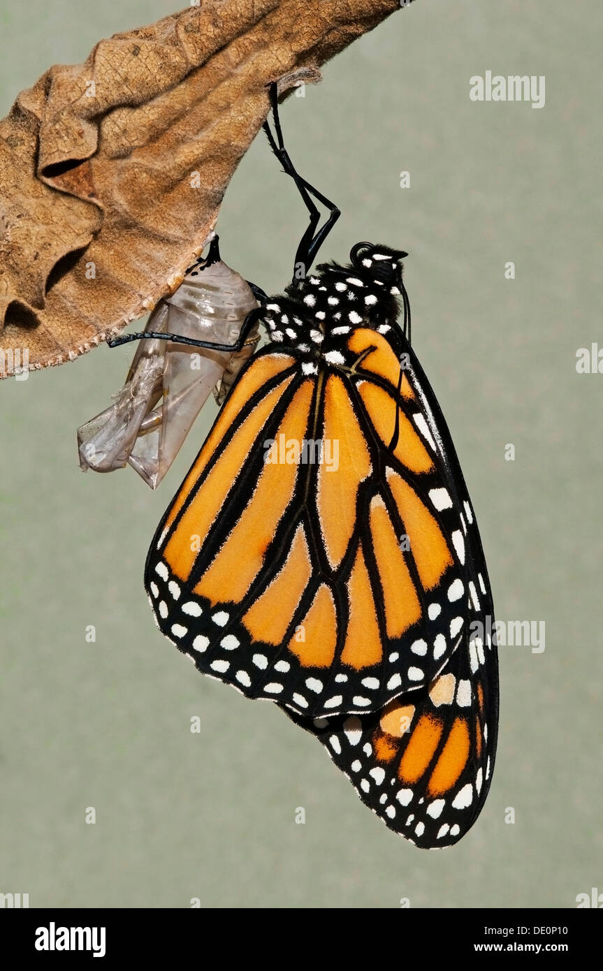 Monarch Butterfly Danaus plexippus adult just emerged from chrysalis & drying Eastern USA Stock Photo